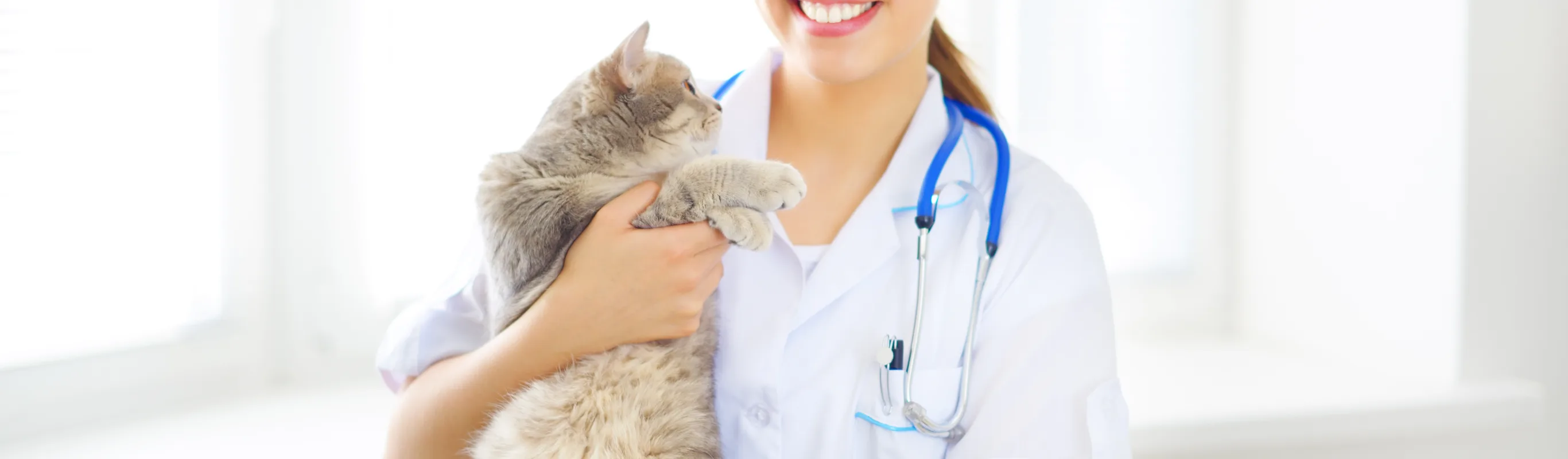 Female Veterinarian holding a fluffy grey tabby cat while smiling at the camera. 