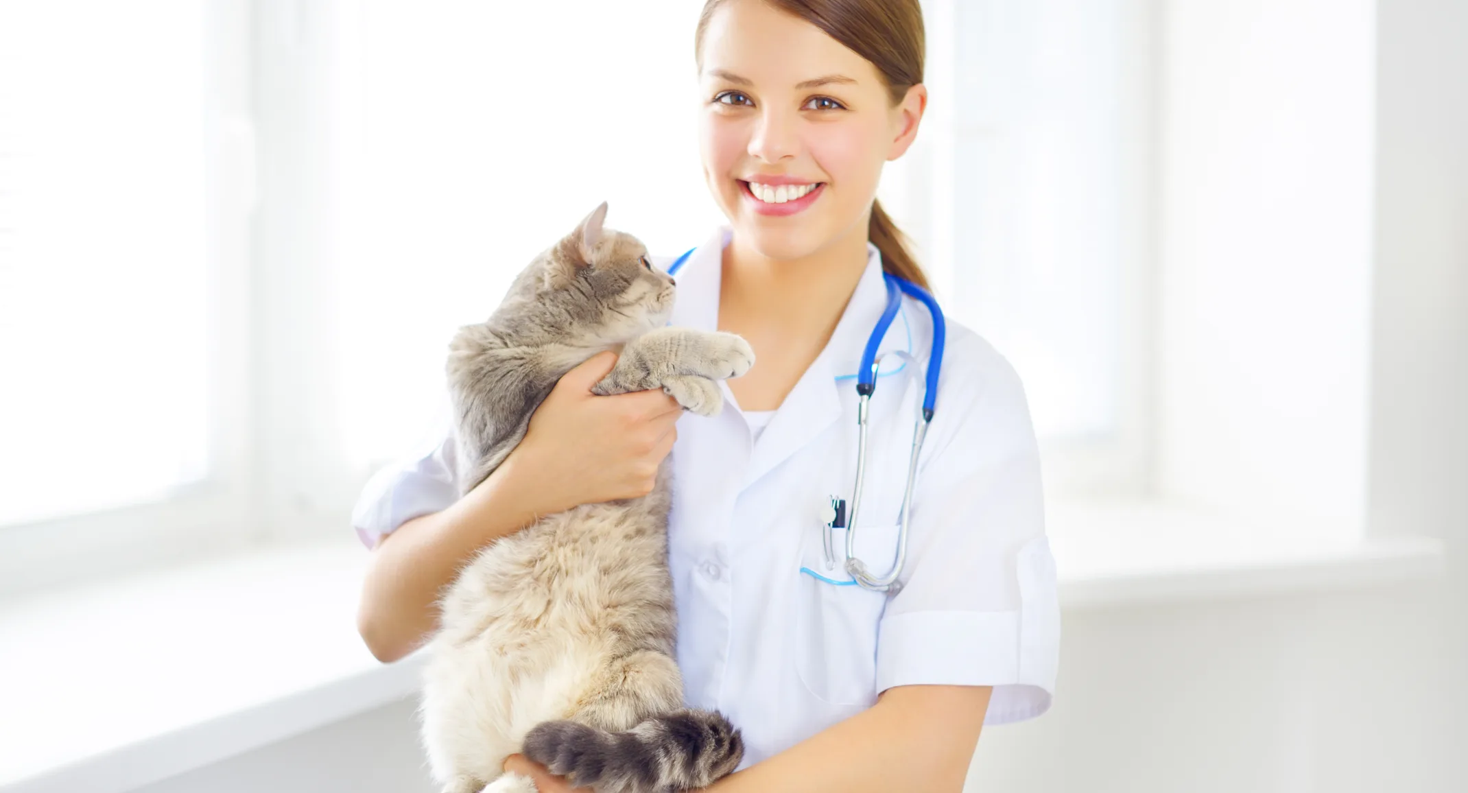 Female Veterinarian holding a fluffy grey tabby cat while smiling at the camera. Female Veterinarian holding a fluffy grey tabby cat while smiling at the camera.