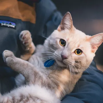 Woman holding a cat Woman holding a cat