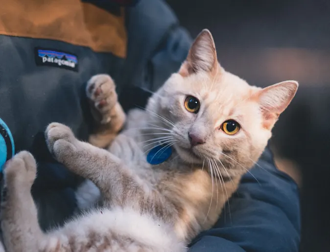 Woman holding a cat