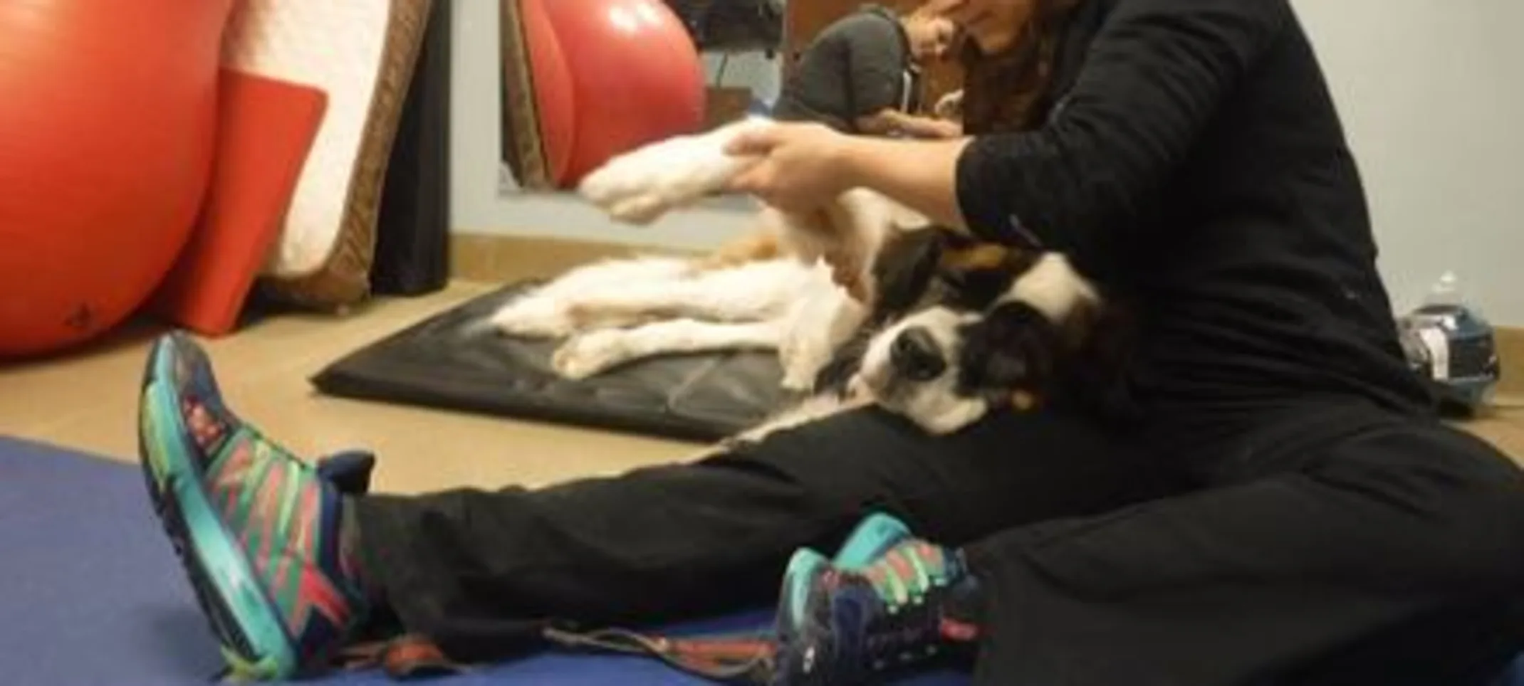 Dog and doctor during VSMT Dog and doctor during VSMT