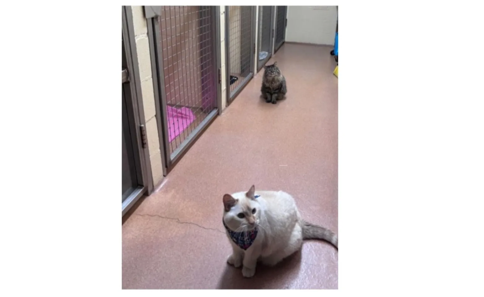 2 cats in the kennel area 2 cats in the kennel area