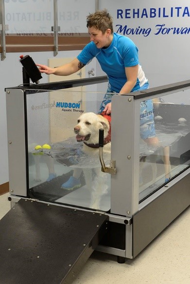 Dog on treadmill
