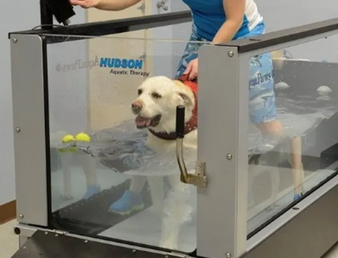 Dog on treadmill