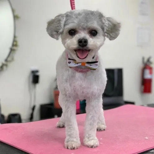 Small dog smiling with bowtie on grooming table