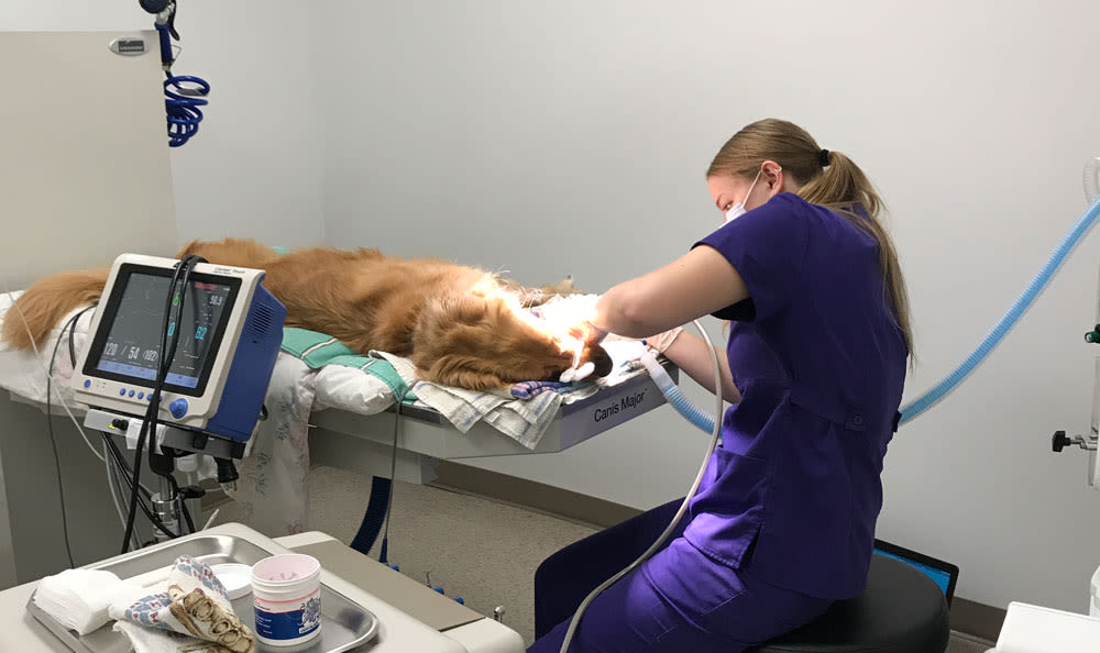 Vet performing operation on dog