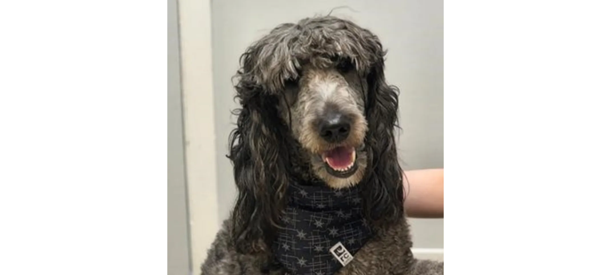 A black dog with brown eyes A black dog with brown eyes