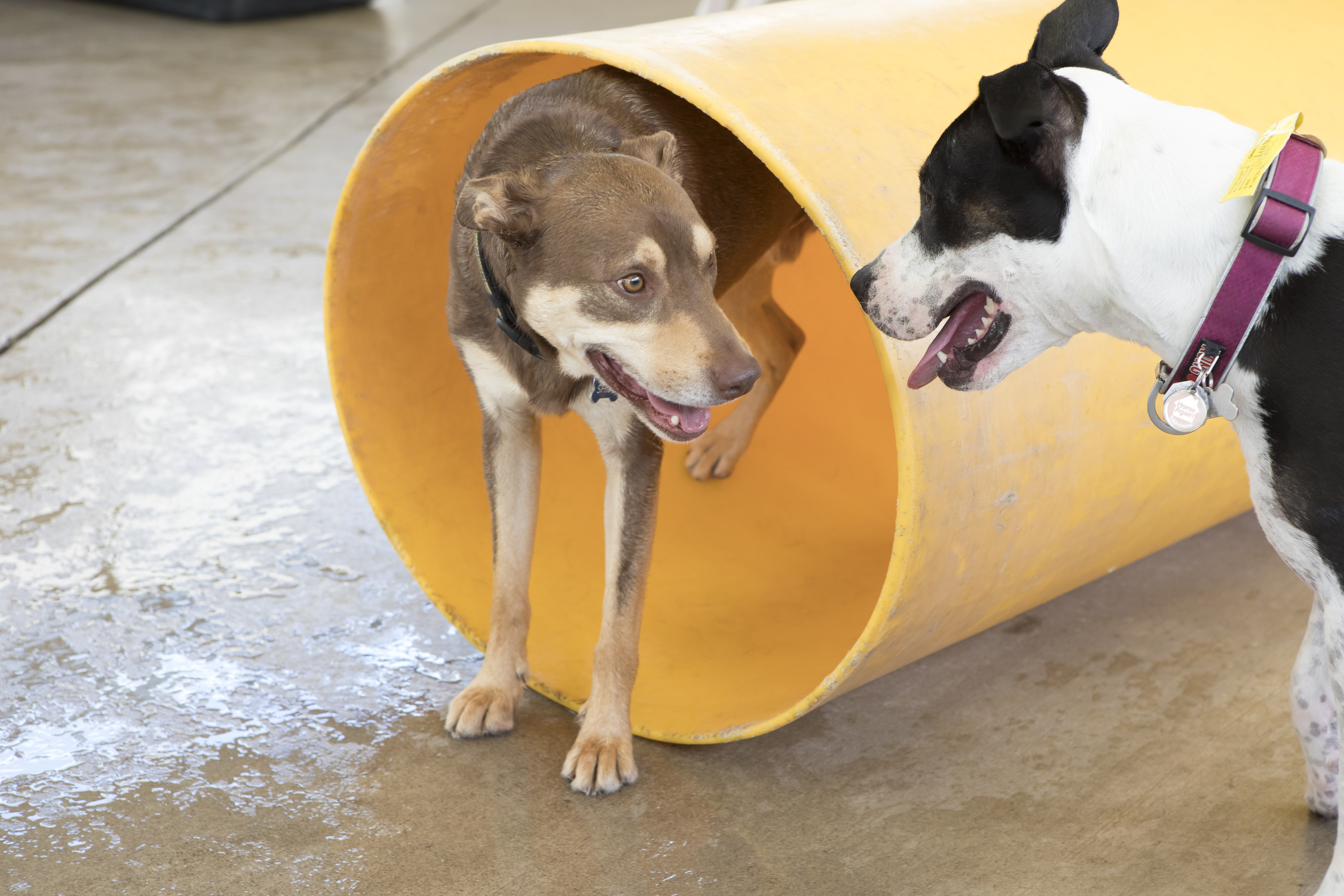 Two dogs looking at each other and one is coming out of a tube.
