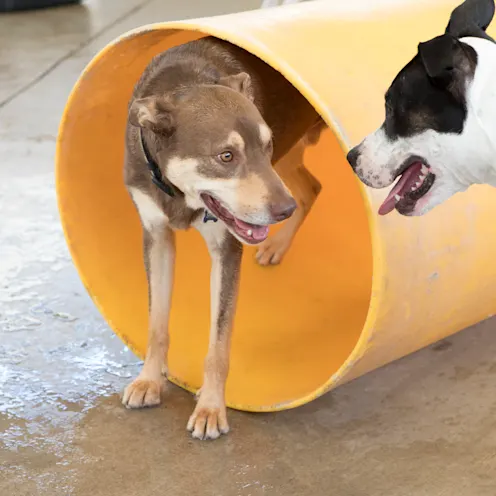 Two dogs looking at each other and one is coming out of a tube. Two dogs looking at each other and one is coming out of a tube.