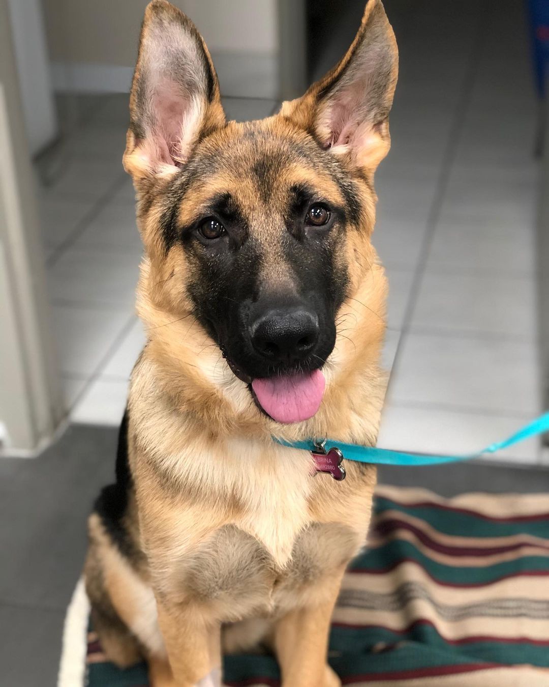 Dog on Leash at Mississauga Animal Hospital