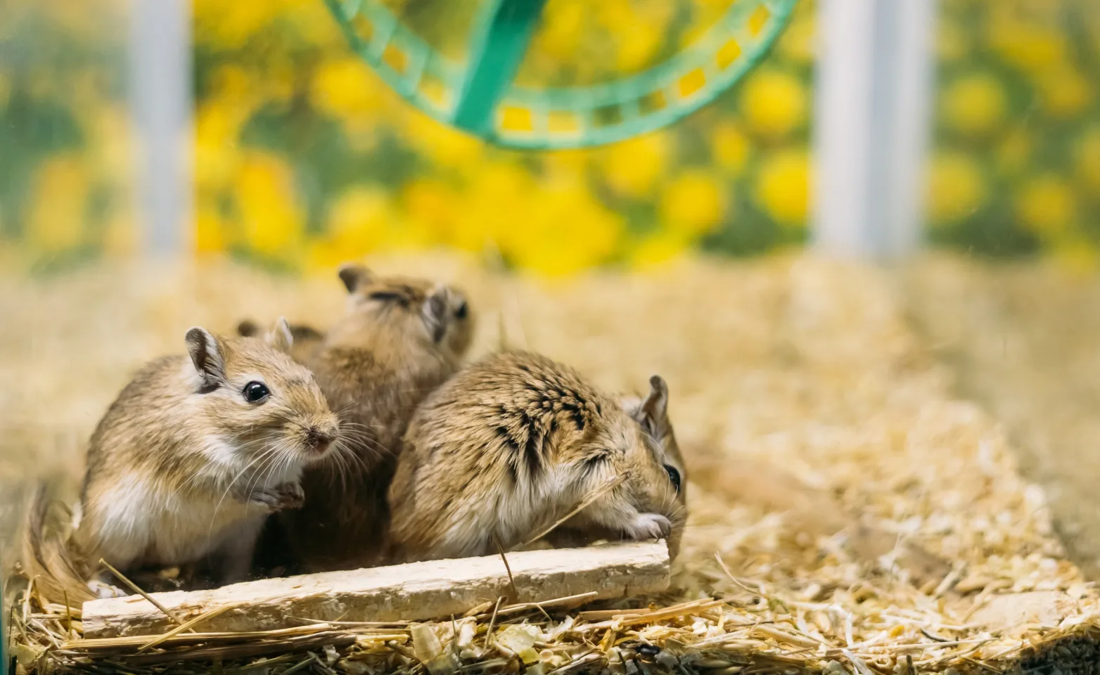 Three Hamsters