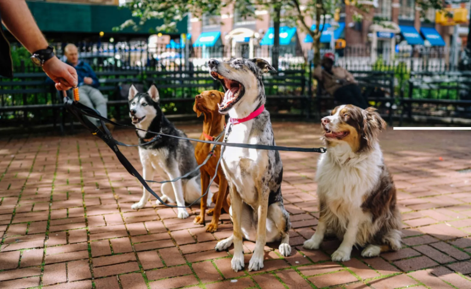 Four Dogs on Leashes at the Park Four Dogs on Leashes at the Park