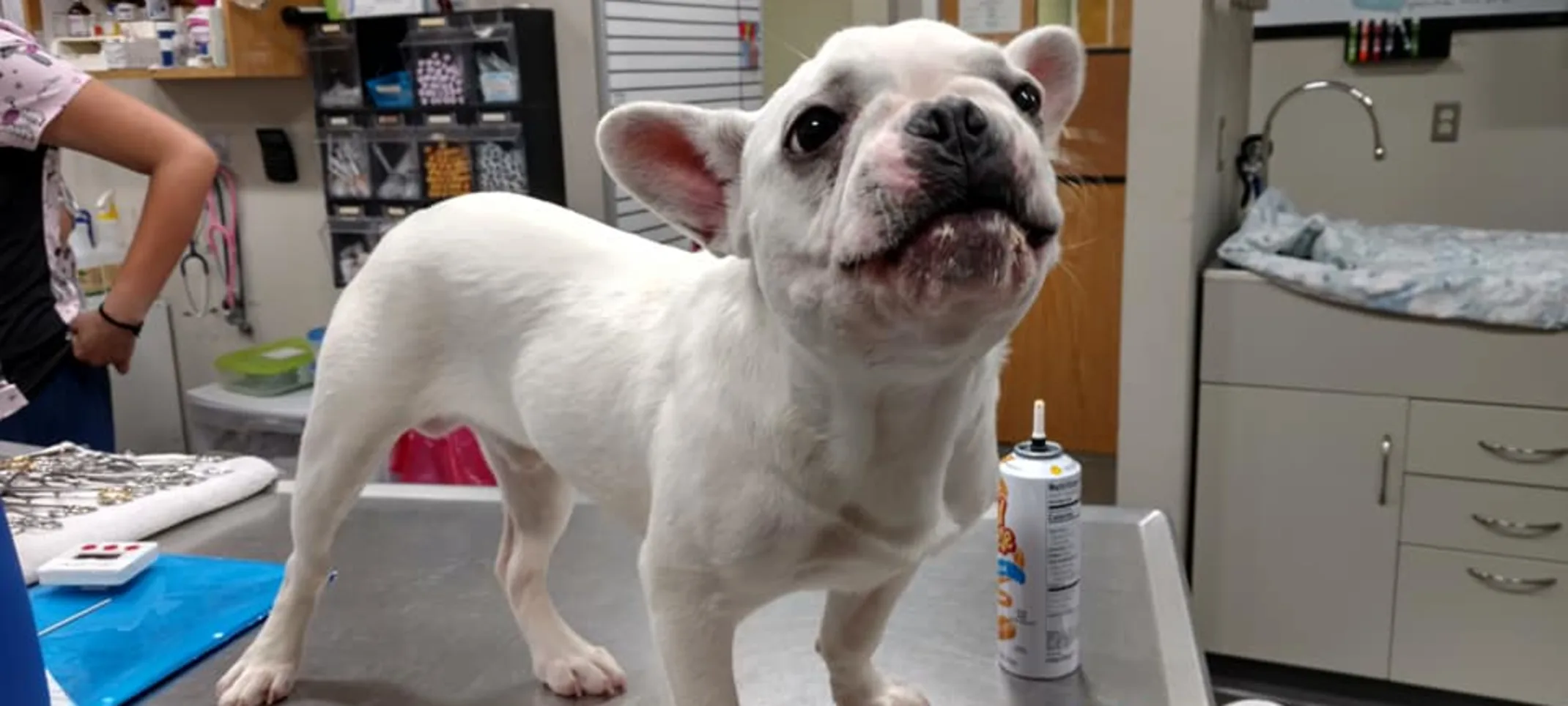 Dog sitting on medical table Dog sitting on medical table