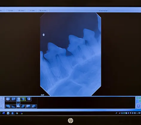 X-ray of dog's teeth X-ray of dog's teeth