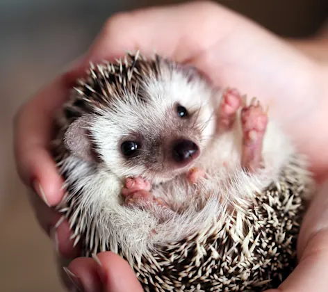 Hedgehog being held