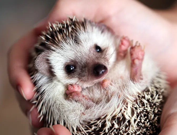 Hedgehog being held Hedgehog being held