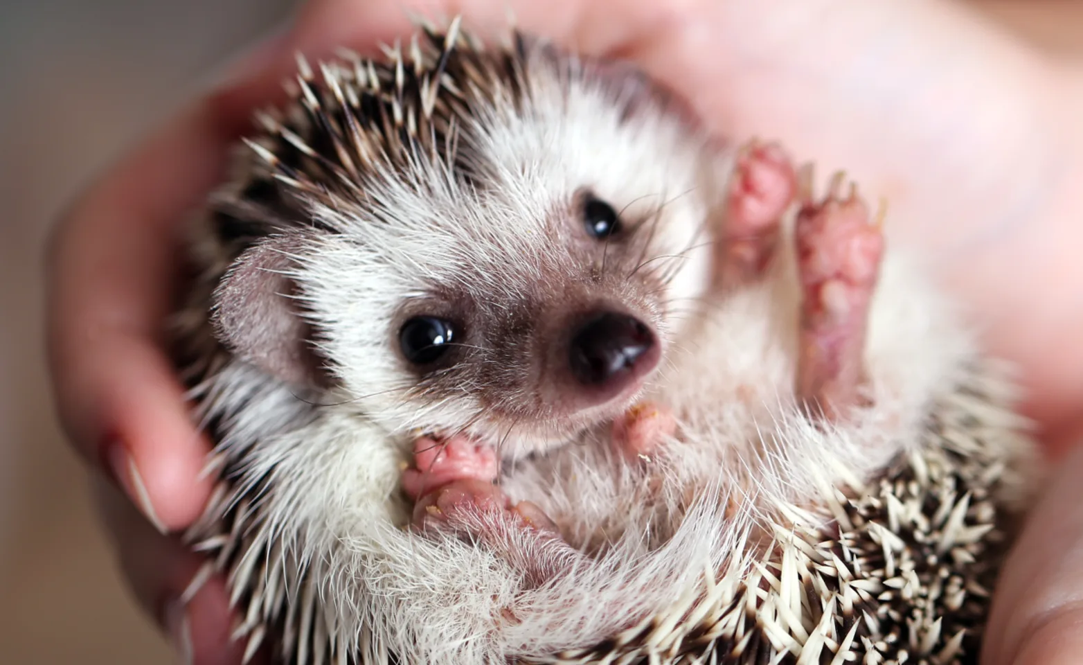 Hedgehog being held