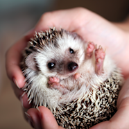 Baby Hedgehog Pet