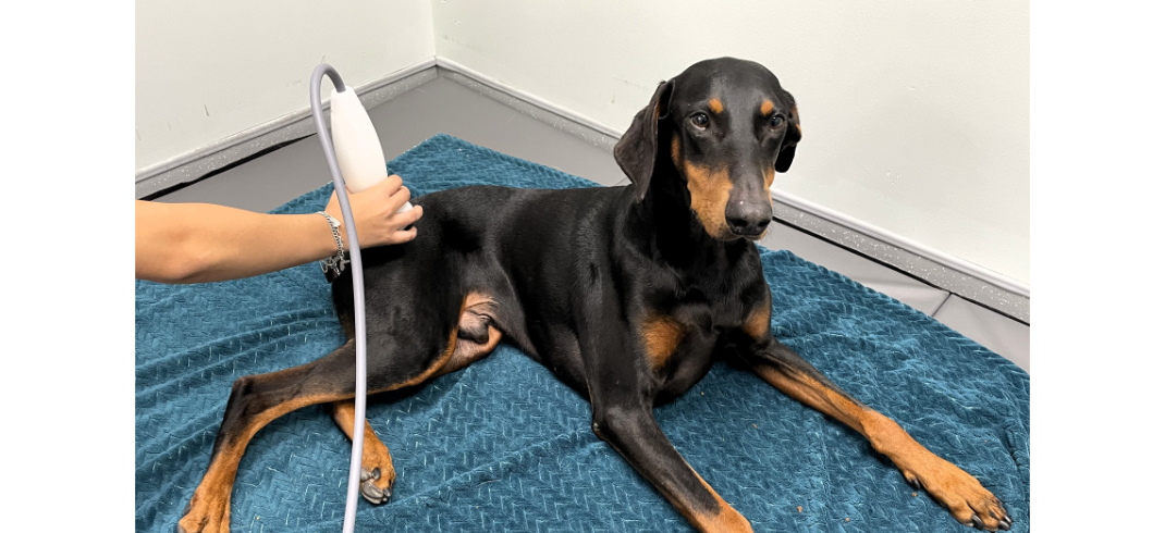 Dog Receiving Therapy Treatment