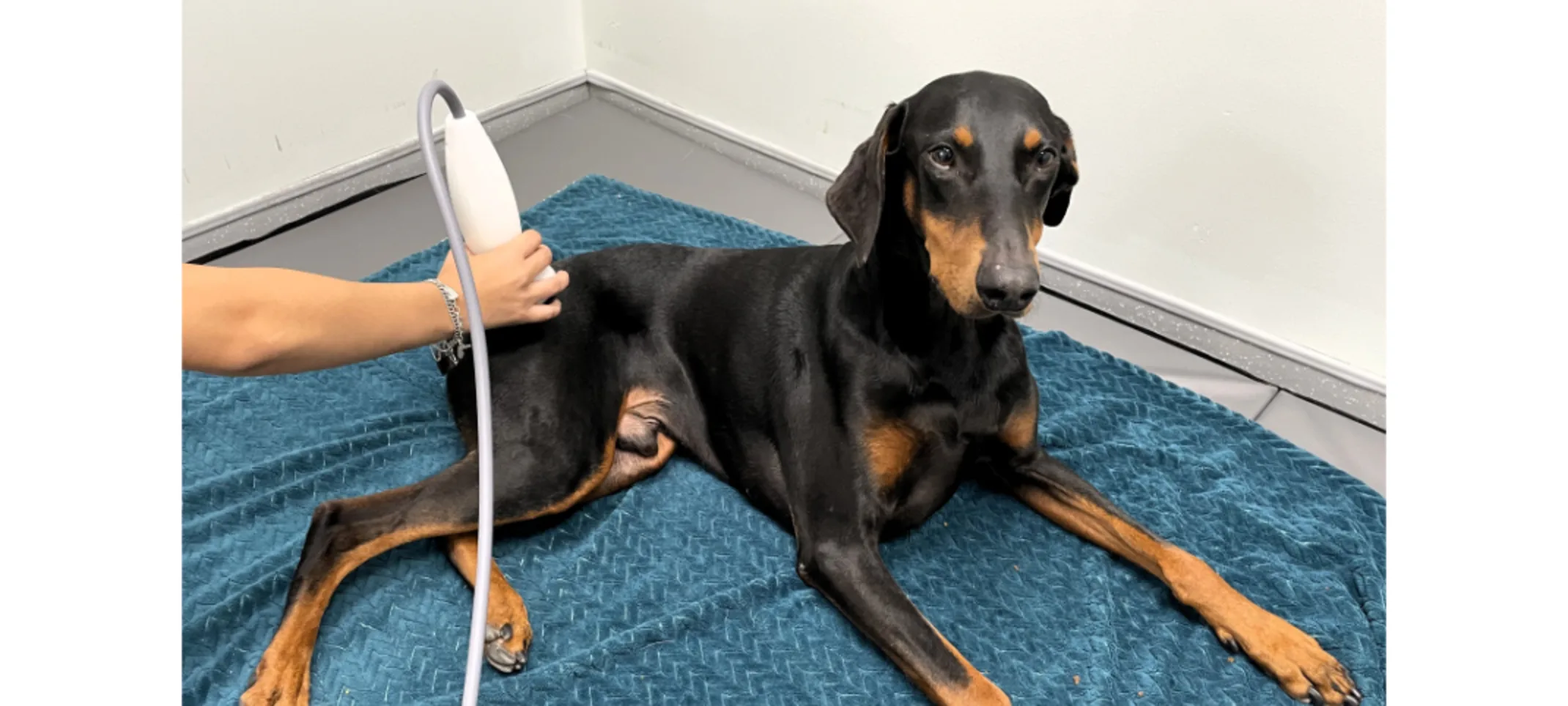 Dog Receiving Therapy Treatment Dog Receiving Therapy Treatment