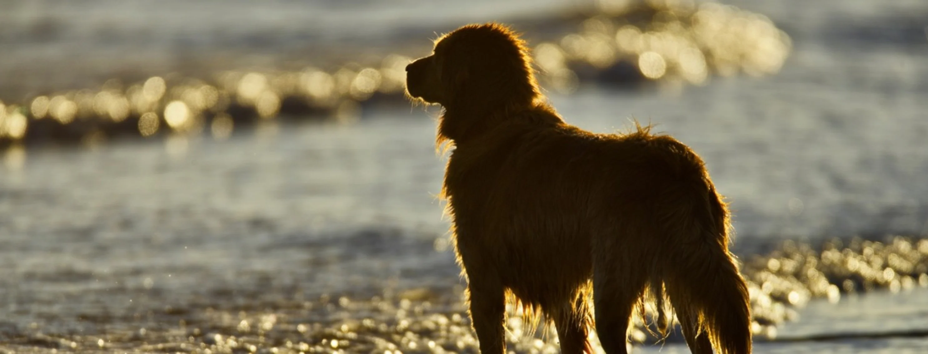 Silhouette of a dog against the ocean. Silhouette of a dog against the ocean.