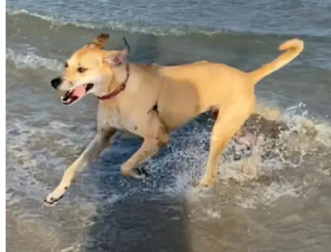 Franki running through beach water Franki running through beach water