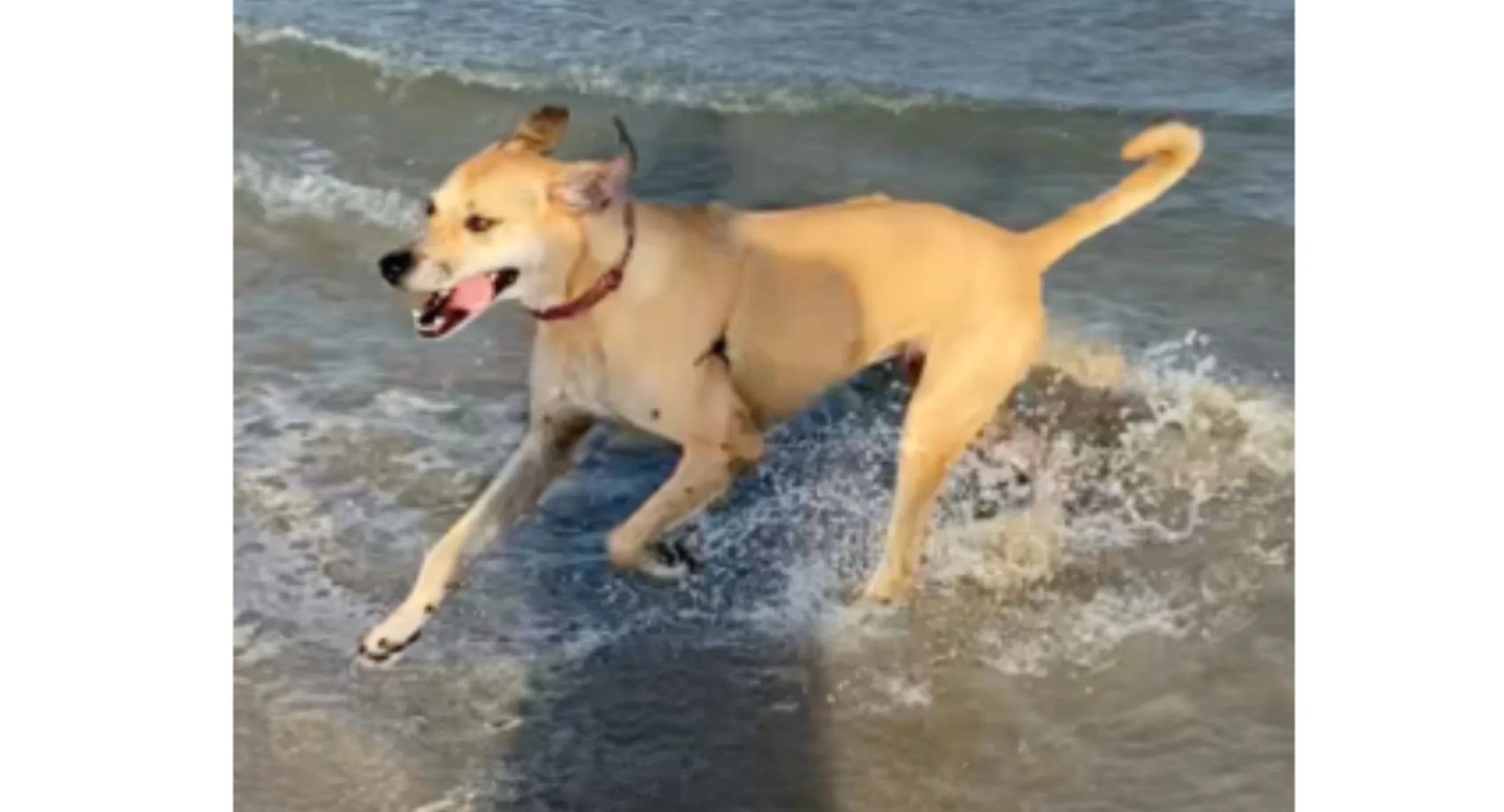 Franki running through beach water Franki running through beach water