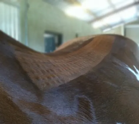 Mesotherapy on the back of a horse