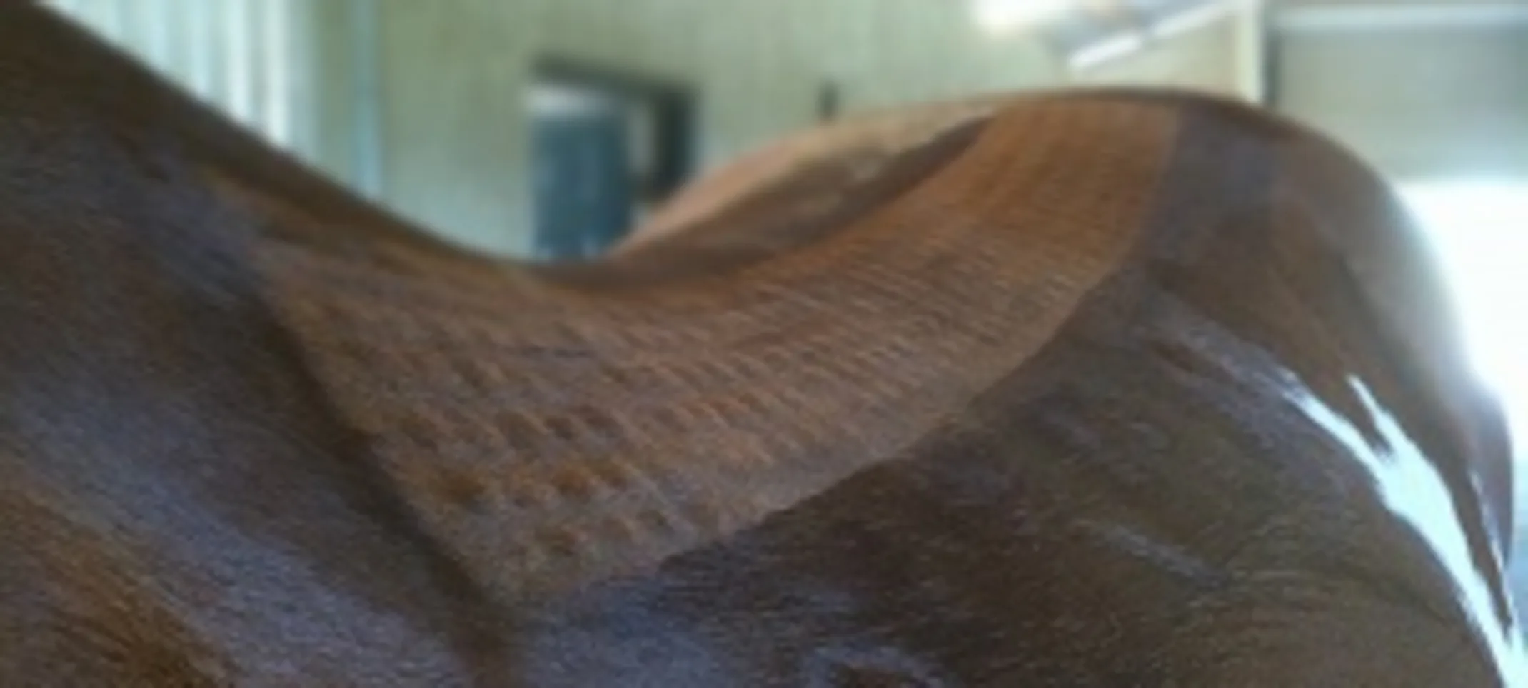 Mesotherapy on the back of a horse Mesotherapy on the back of a horse