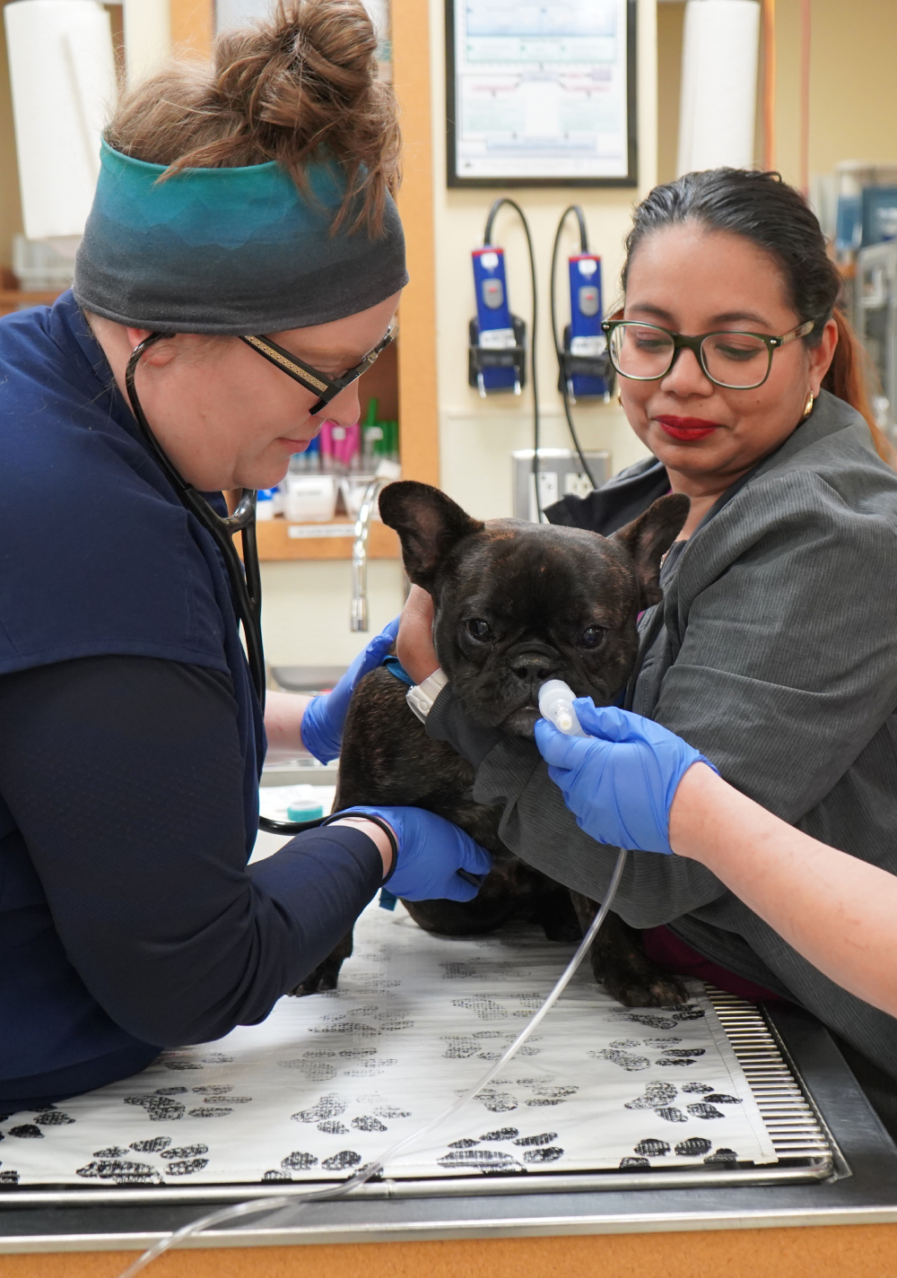 Two veterinarians examining a small black dog on a table