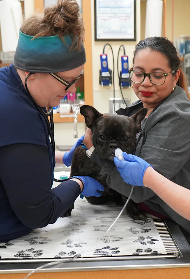Two veterinarians examining a small black dog on a table Two veterinarians examining a small black dog on a table