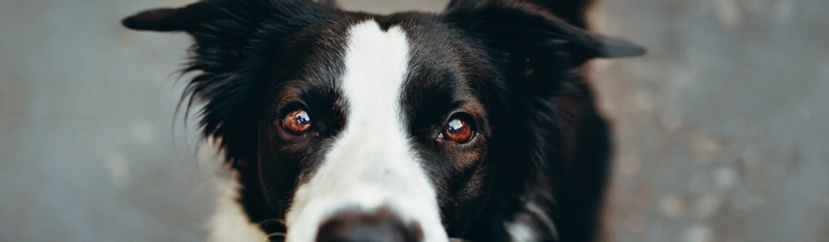 Black and white border collie Black and white border collie