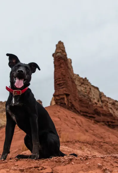 Dog sitting on a cliff with their tongue out, starring at the camera. 