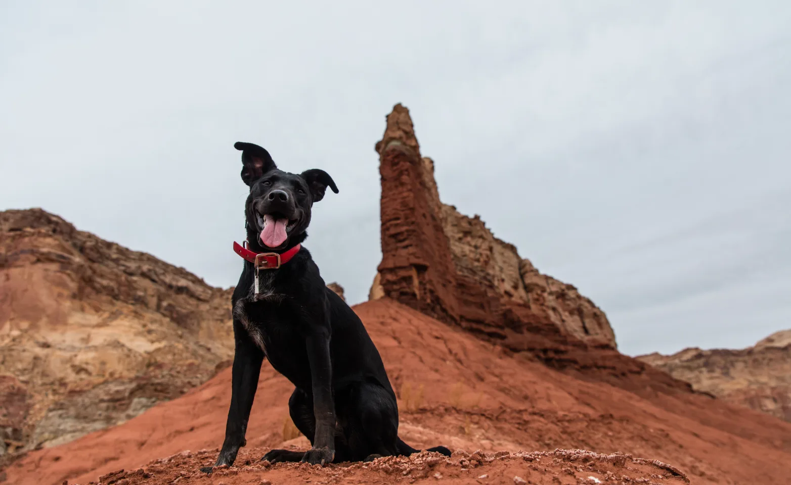 Dog sitting on a cliff with their tongue out, starring at the camera. 