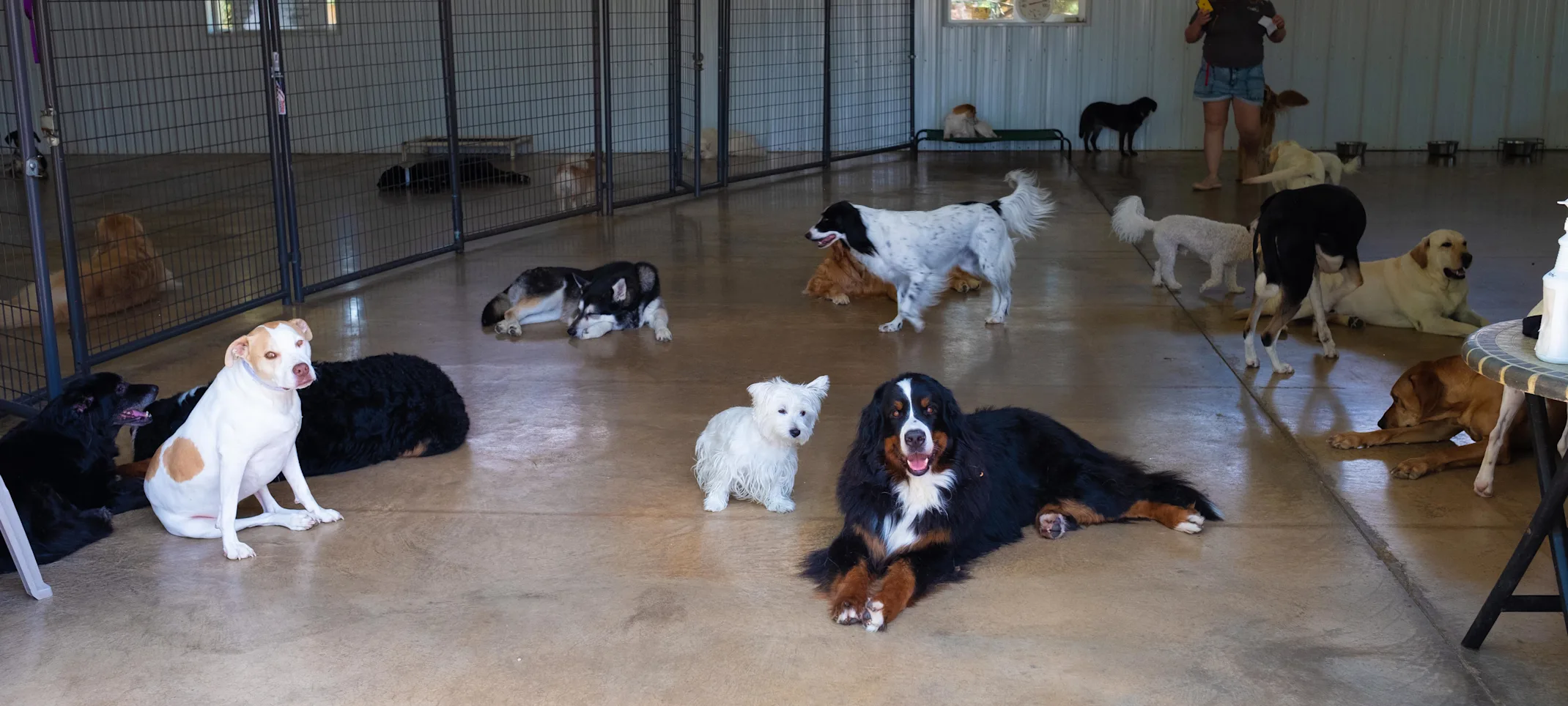 Dog Daycare at Bowhaus Dog Daycare at Bowhaus