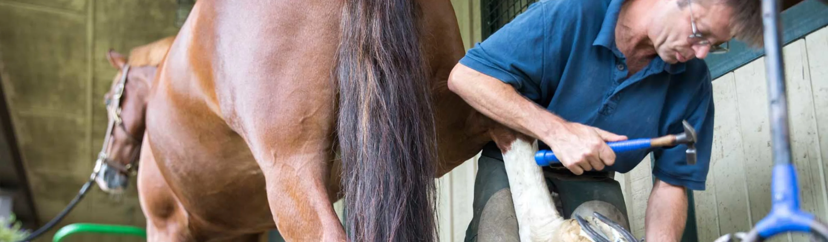Staff member putting on horseshoes on a brown horse Staff member putting on horseshoes on a brown horse