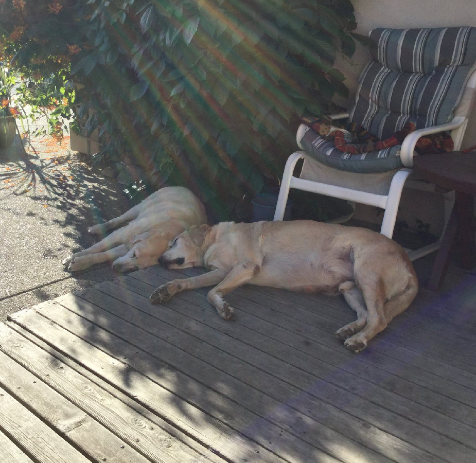 Two LVH patients sleeping peacefully on a porch