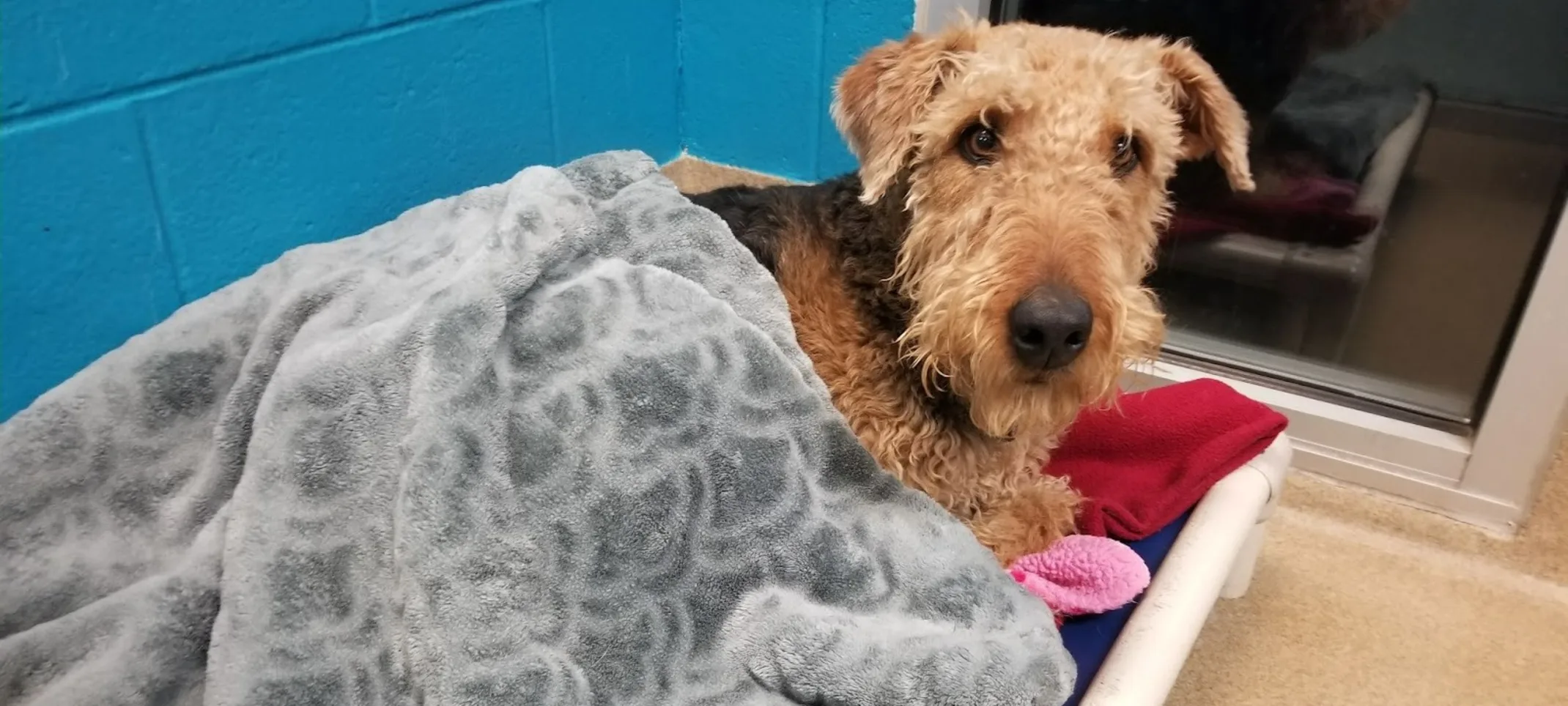 Brown Dog Laying in Bed in a Single Lodge Brown Dog Laying in Bed in a Single Lodge