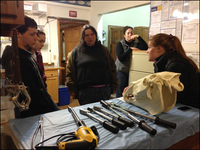 Seminar inspecting horse skull 2
