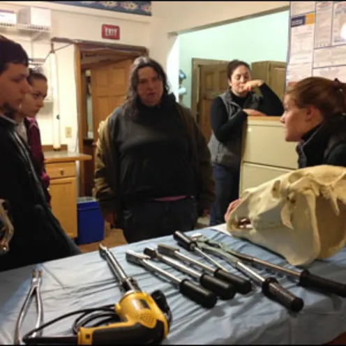 Seminar inspecting horse skull 2 Seminar inspecting horse skull 2