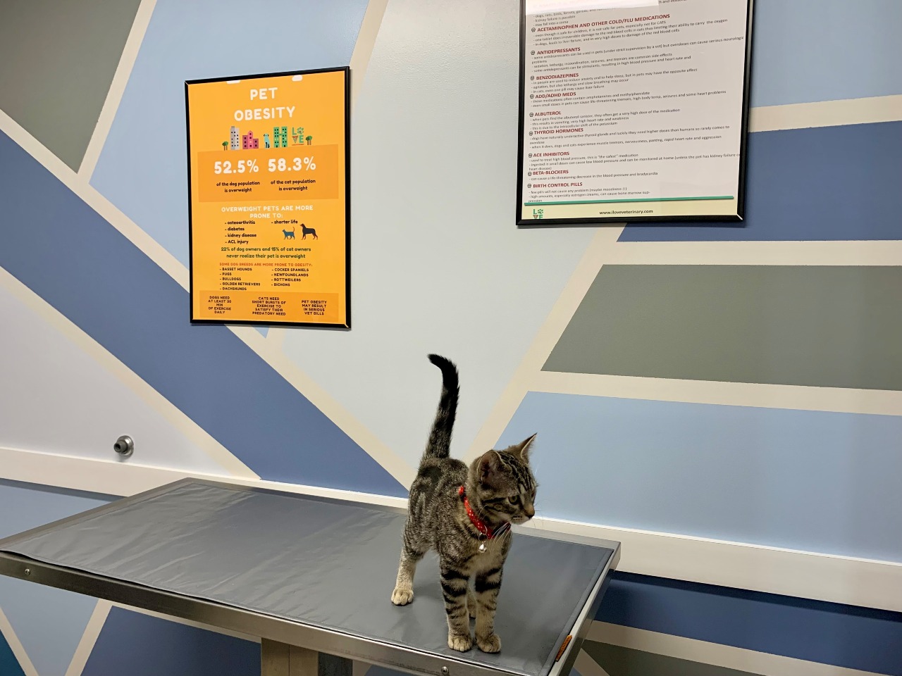Small gray kitten on a grey table