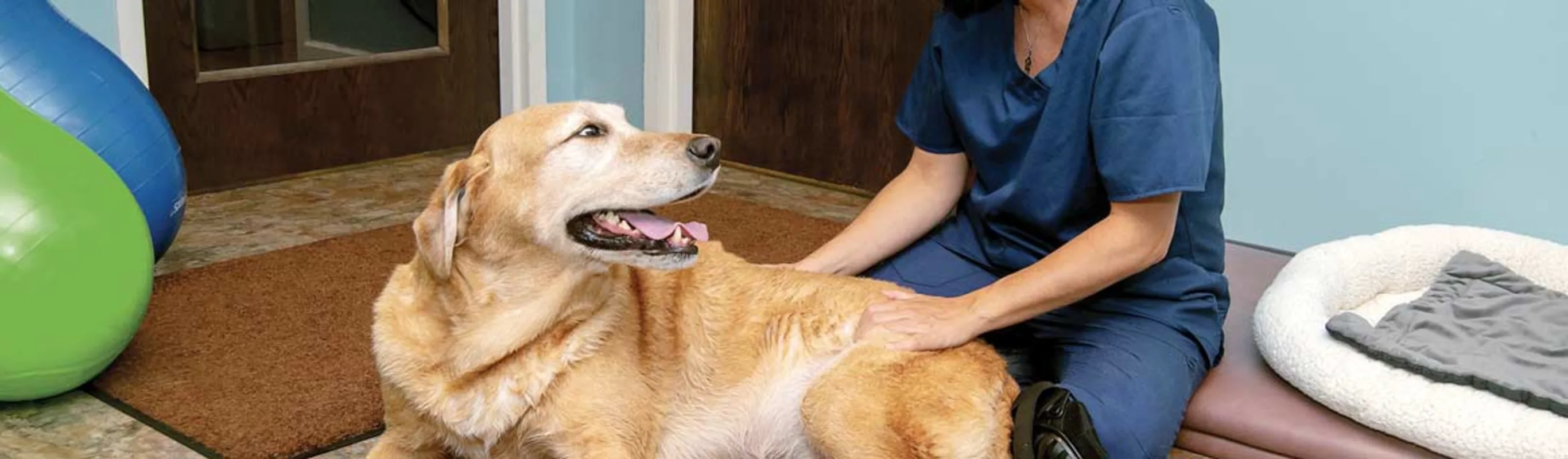 Pittsburgh Premier Veterinary Care Soft Tissue Therapy