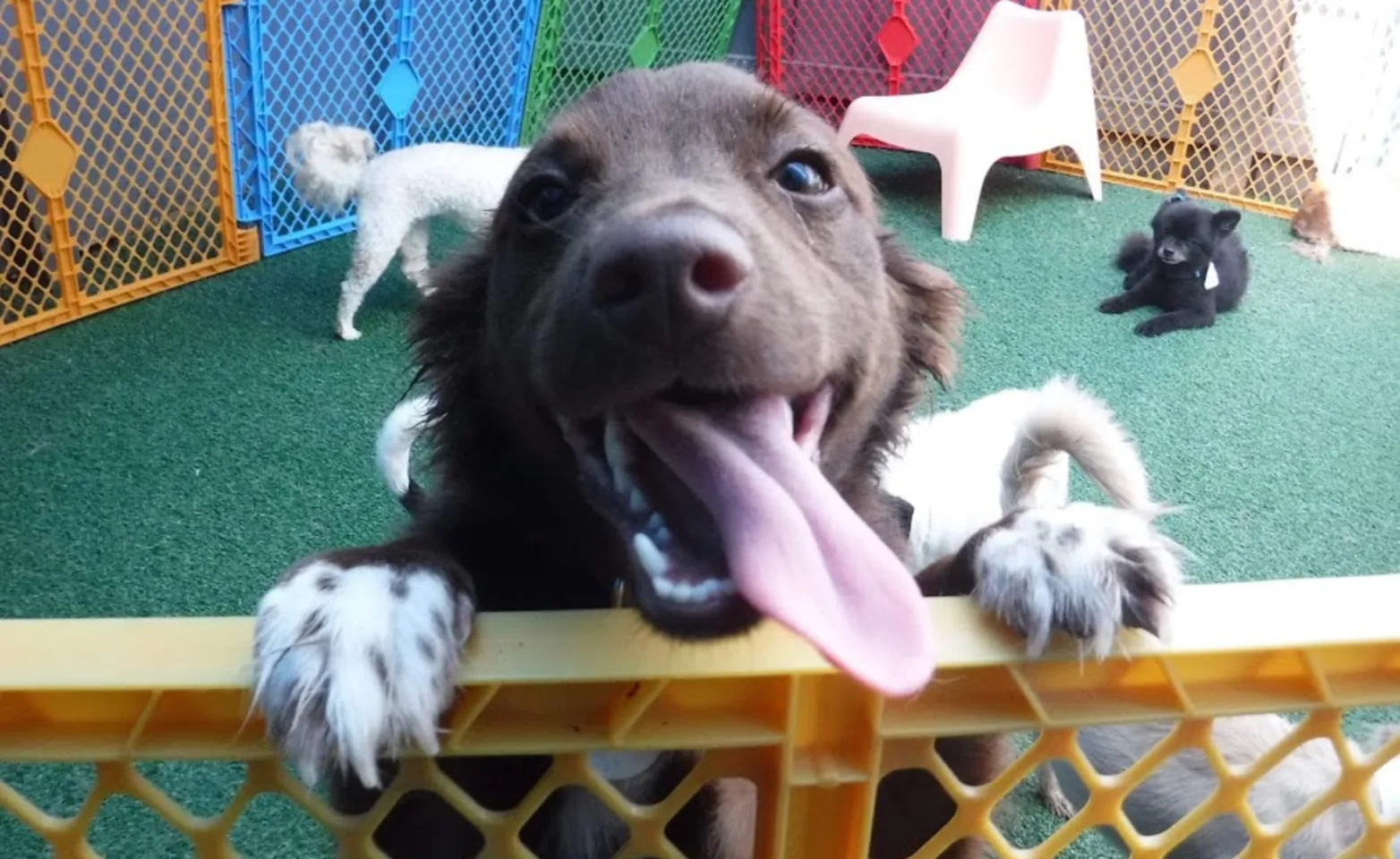 Dog leaning on plastic fence at Bark & Board Dog leaning on plastic fence at Bark & Board