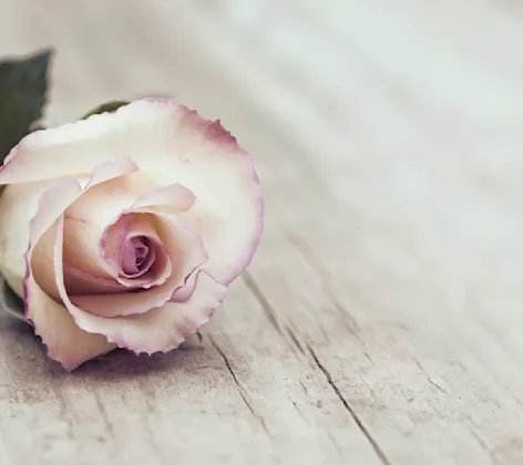 Flower place down on a piece of wood Flower place down on a piece of wood