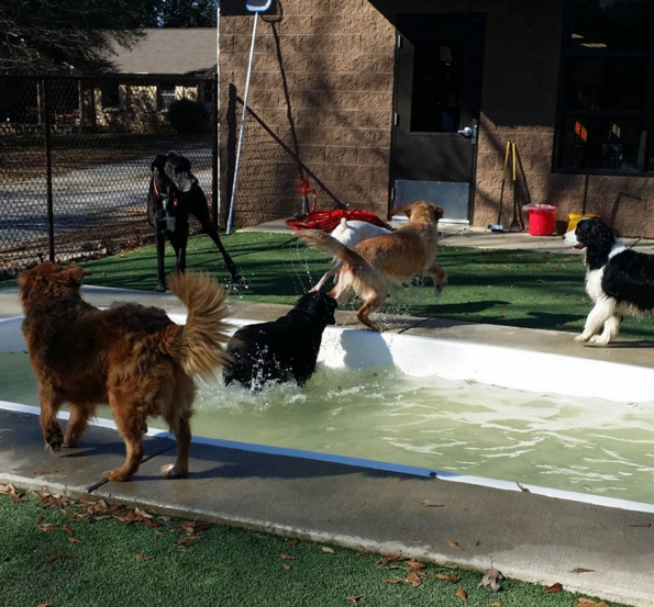 Dogs playing around pool