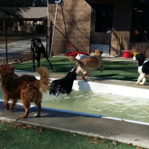 Dogs playing around pool