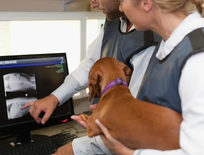 Two staff members looking at imaging and one staff member holding a brown Dachshund dog Two staff members looking at imaging and one staff member holding a brown Dachshund dog