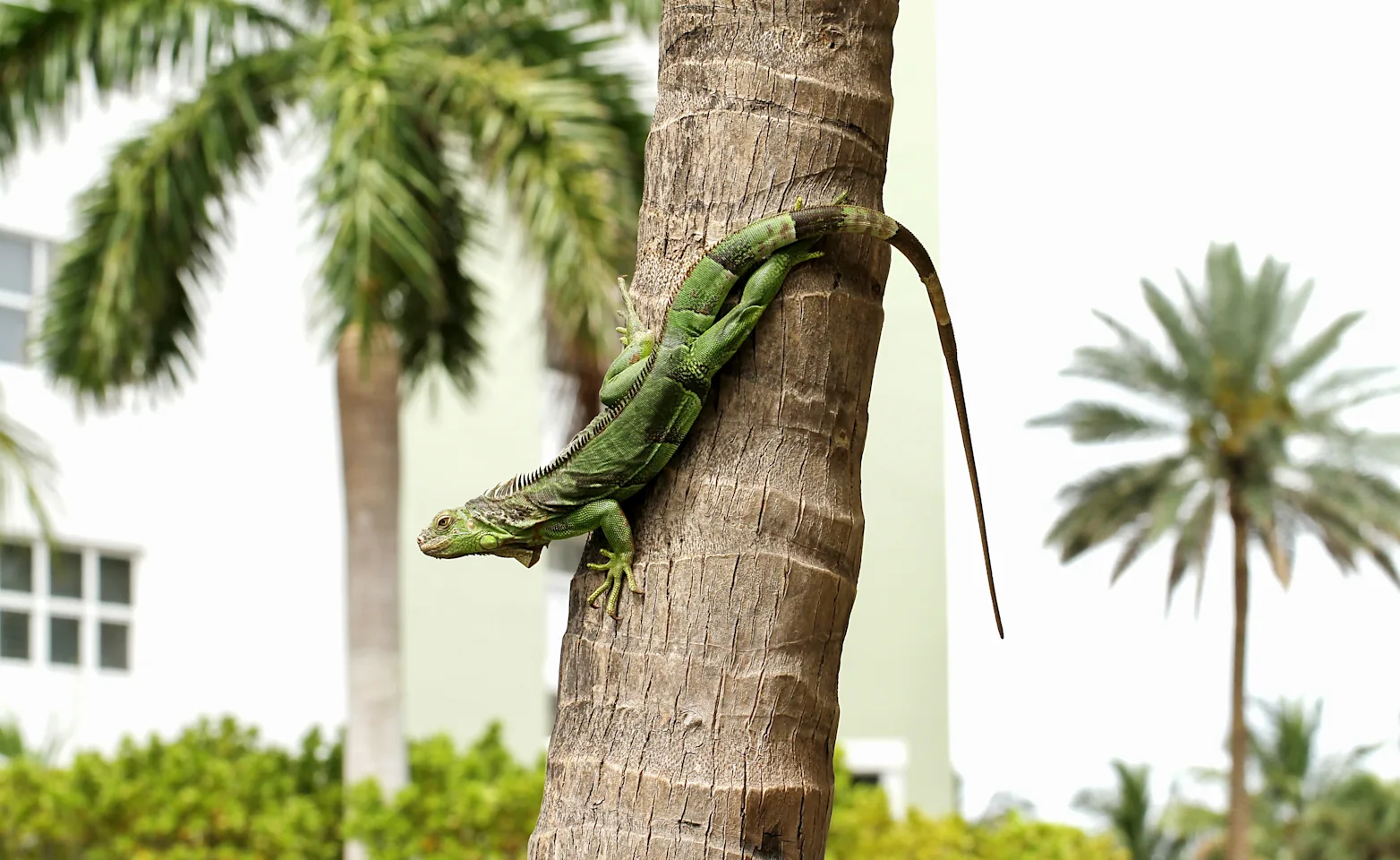 Iguana on a tree Iguana on a tree