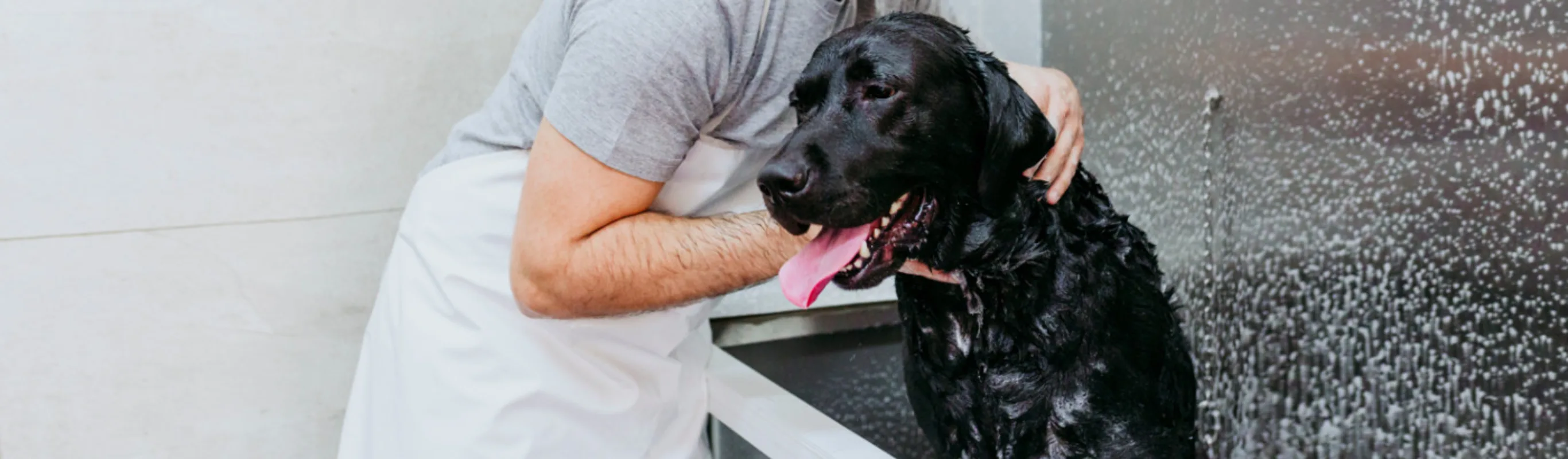Groomer Washing a Black Labrador Dog Groomer Washing a Black Labrador Dog