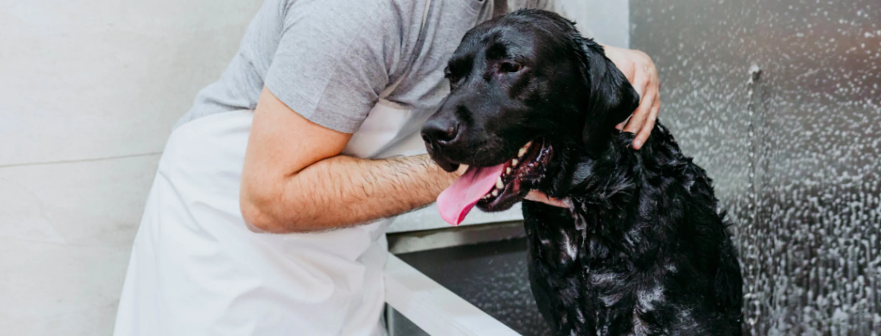Groomer Washing a Black Labrador Dog Groomer Washing a Black Labrador Dog